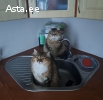 2 кошечки ищут дом