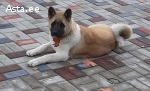 Akita Inu щенки