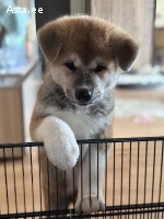 Akita Inu