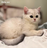 Armsad šoti kassipojad otsivad uut kodu ?