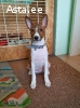 Basenji