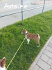 Basenji