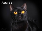Бомбейская кошка