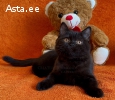 Британская короткошерстная девочка