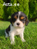 Cavalier King Charles spanjeli kutsikad!