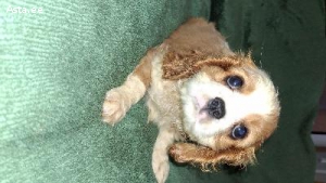 Cavalier King Charles spanjelid.