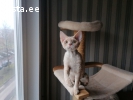 Devon rex