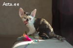 Devon rex