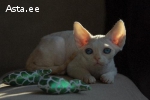 Devon rex