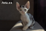 Devon rex