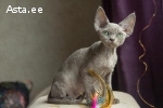 Devon rex
