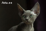 Devon rex