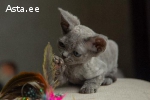 Devon rex