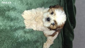 Kaks tõupuhtat Shih Tzu tüdrukut otsivad uut kodu.