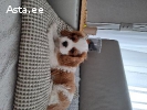 Кавалер Кинг Чарльз спаниель