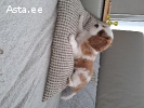 Кавалер Кинг Чарльз спаниель