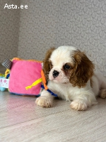 Кавалер Кинг Чарльз Спаниель