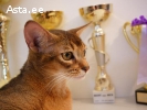 клубные абиссинские котята