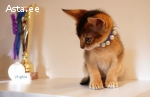 клубные абиссинские котята