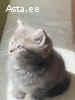 Котята 2 веслоухих и 4 породы Скотиш Фолд