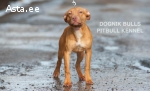 Купить щенка питбуля в Эстонии. Питомник Dognik Bulls