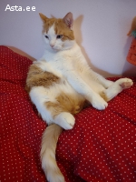 Куплю котика или котенка