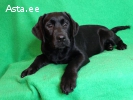 Labrador puppies