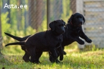 Labrador-retriver puppies