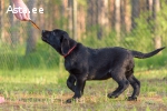 Labrador-retriver puppies