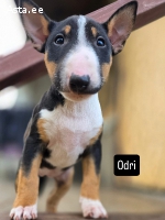 Миниатюрный бультерьер