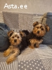 Обаятельные щенки Йоркширского Терьера