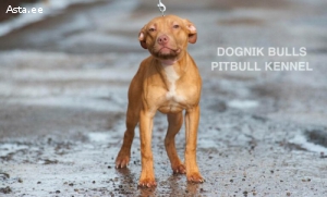 Osta pitbull Eestis