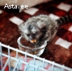 Paired Marmoset Monkeys With Walk-In Cage WhatsApp:(+63-9928