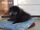 pomeranian