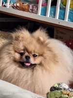 Померанский шпиц для вязки