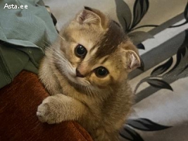 Продам два шотландских красивых котенка