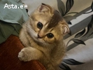 Продам два шотландских красивых котенка