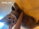 Продам два шотландских красивых котенка