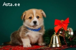 Продам Pembroke Welsh Corgi.