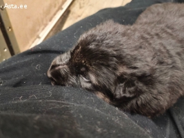 Продам щенка волчьего гибрида