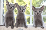 Русские голубые котята с родословными