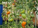 Семена сортовых томатов. Более 100сортов на выбор