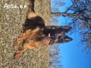 Щенки длинношерстной овчарки