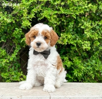 Щенки кавапу