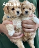 Щенки мальтипу!