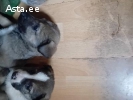 Щенки