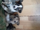 Щенки