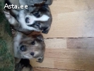 Щенки