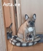 Щенок французкого бульдога