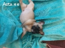 Щенок французкого бульдога